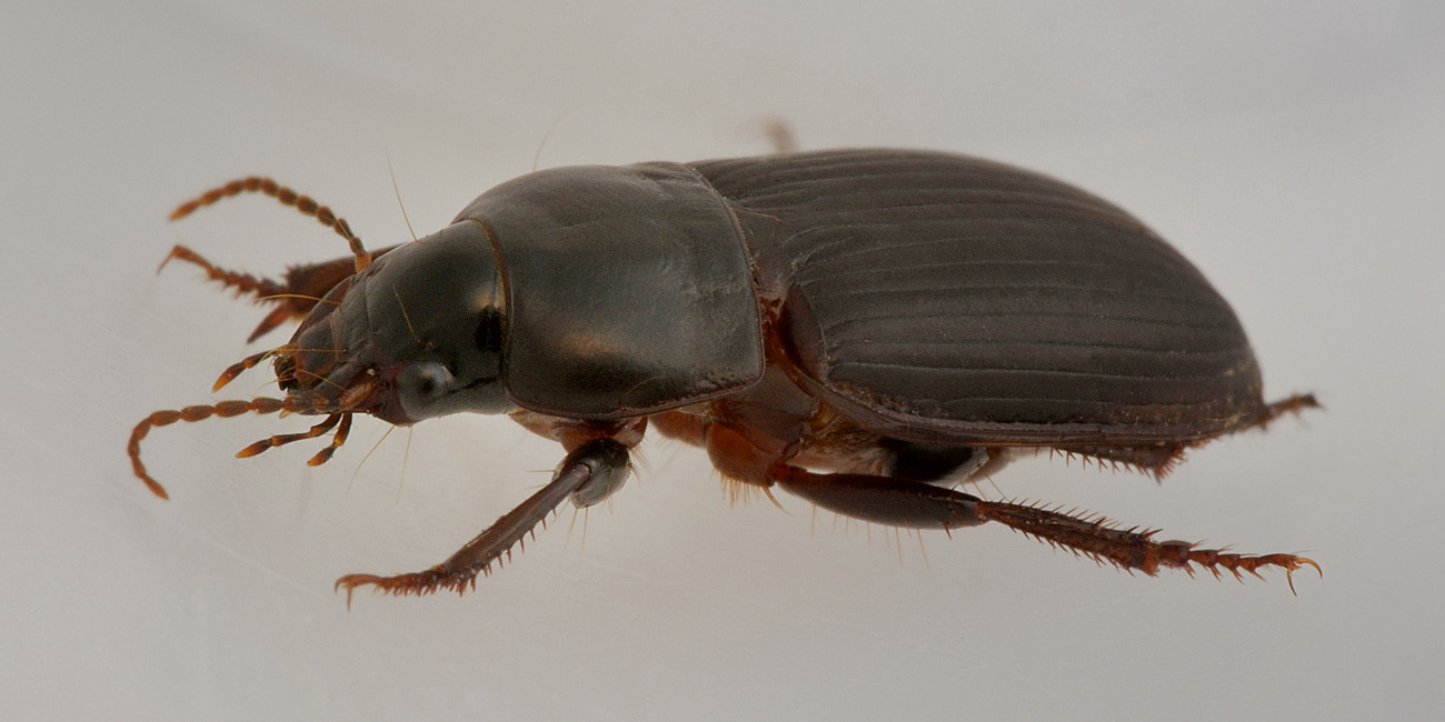 Harpalus sp.